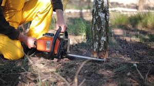 Reliable Millington, NJ Tree Services Solutions