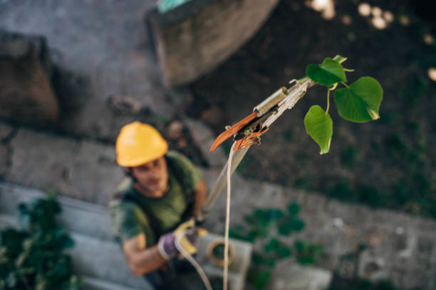 How Our Tree Care Process Works  in Millington, NJ